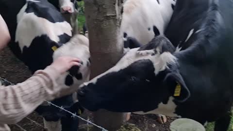 Cows making new friends #3