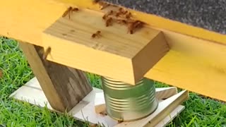Busy Bees getting ready for winder Honey Bees Top Bar Hive