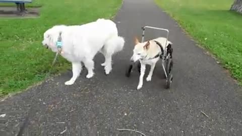 El drama de la perrita Lunita, encontrada con su silla de ruedas abandonada en plena calle