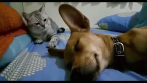 Watch how the cat was angry from the dog