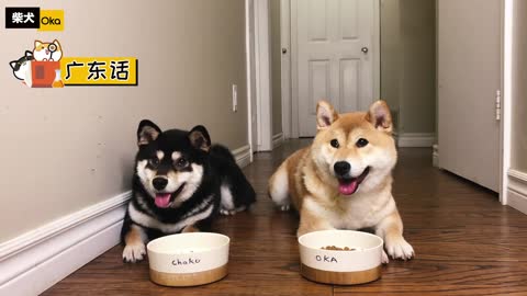 How smart is Shiba Inu?