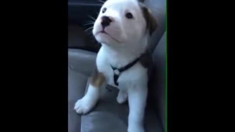 Cute dog gets angry at his own hiccups