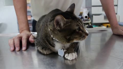 Cat has back ache veterinarian explanation