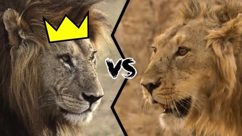 African Lion Vs Asiatic Lion