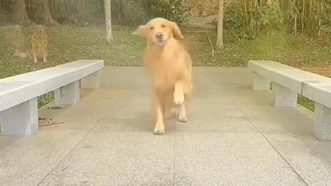 Funny dog