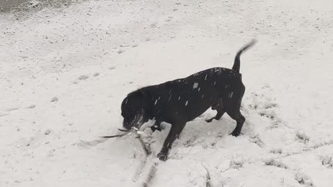 Dog playing on the snow