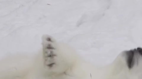 Few Animals Play More THAN polar bear cubs