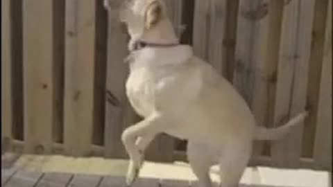 Silly pup tries so hard to catch a buzzing bee