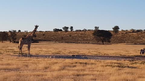 Majestic Giraffe's in South Africa