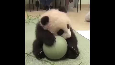 Cute Animals - Cute Baby Panda Videos 🥰