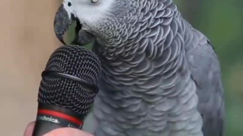Talking Grey Parrot Introducing Himself!