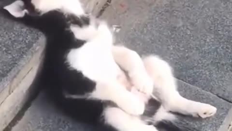 Funny Cute Puppy Sleeping on Stairs - Adorable Puppy Videos