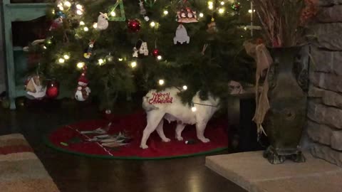 Cute French Bulldog Loves The Christmas Tree