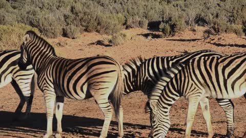 A Group Of Zebras In An Open Field