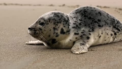 Latest version of the year|Beautiful Baby Seals|Interesting pet dogs and cats