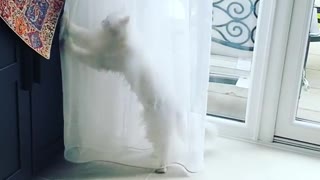 White Persian Cat Dances Behind Window Sheer