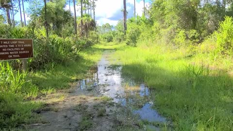 Crystal River Florida Archaeological Park Hike and MUCH MORE! How do you drive a SUV into a Swamp!