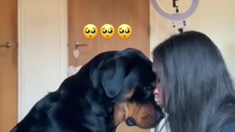 Who is Your Mama , Wait For The Rottweiler Reaction .mp4