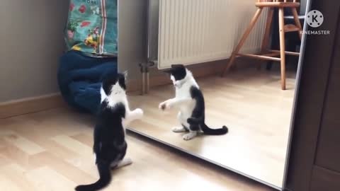 FUNNY CAT VIDEO AND CAT FUNNY BY MIRROR.