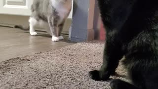 Cat "fight"