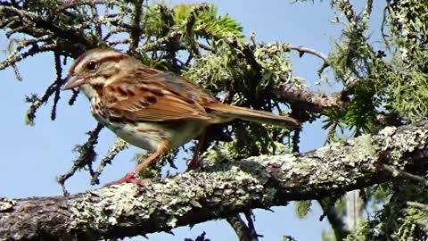 Song Sparrow