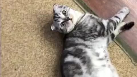 Cats are so funny PART 688 FUNNY CAT VIDEOS TIK TOK