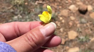 Wild snapdragons