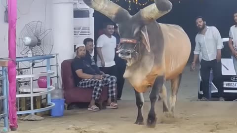 Bull attack by his horn😱