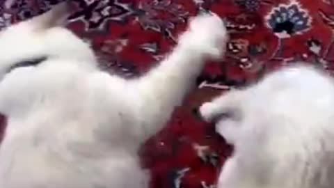 Funny cat, funny video