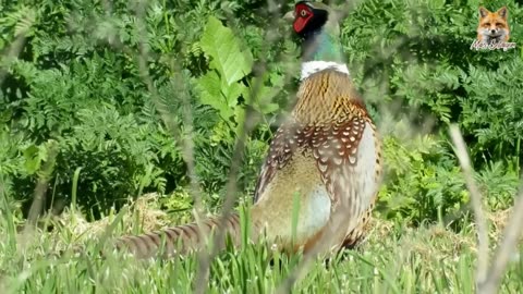 The beauty of Pheasants and their vocalizations in nature