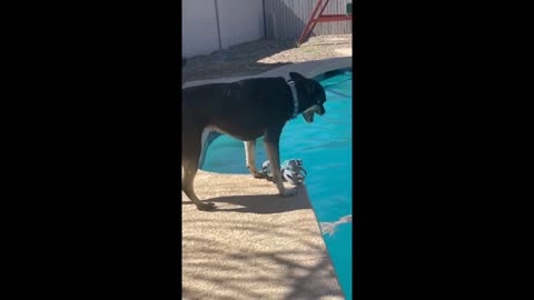 Dog goes full lifeguard mode when owner jumps in pool #Short