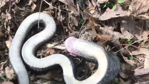 Hognose snake plays dead in Oscar-worthy performance