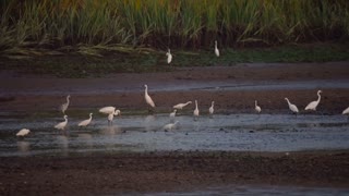 bird-fauna-colombia