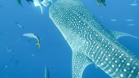 i'm doing scuba diving with whale shark in Okinawa before 2 years go