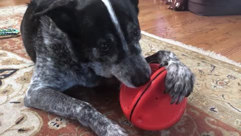 Australian Cattle Dog New Video 2021 random video on internet