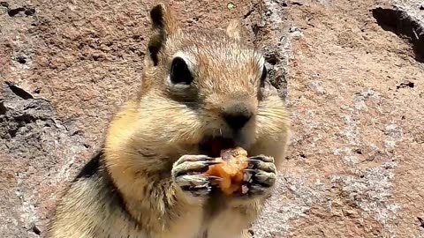 Hilarious Squirrels Caught in Action || #FunnyAnimals #SquirrelHumor