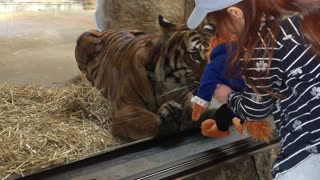 Tiger Wants a Toy