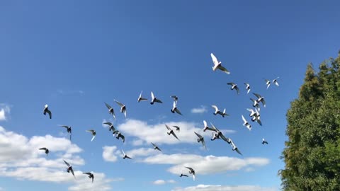 A flock of pigeons is in the sky.