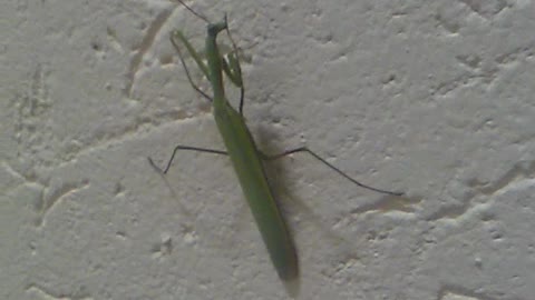 mantis on the wall