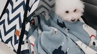 Adorable pup tucks herself in for bedtime