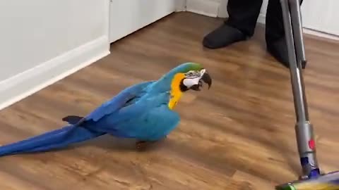 Why People Loves Macaw Parrot So Much