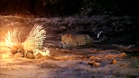 Leopard VS porcupine
