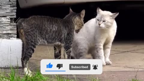 Cat vs cat fight 😮