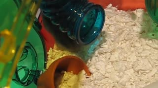 Brand new hamster gets used to her cage