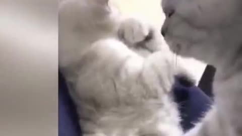 MOST FUNNY CAT VIDEO CLIP COMPILATION 2021 I LOL I TRY NOT TO LAUGH ISWEET TOTALLY ADORABLE