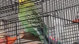 Green bird chirping loudly in cage