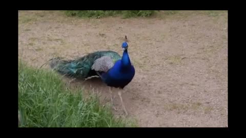 _Peacock_Dance_Complete Screams_Hi
