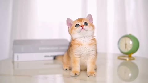 Little orange cat