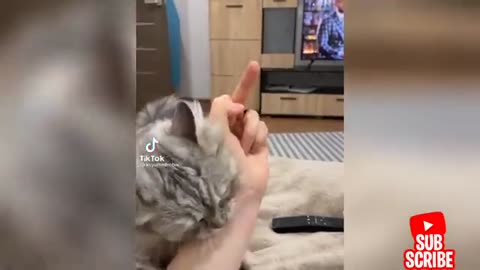 Angry Funny Dogs And Cats of TikTok angry Pets #70