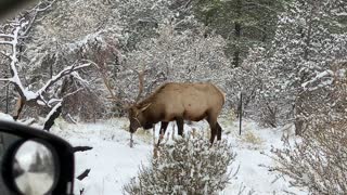 Elk grazing at the Grand Canyon
